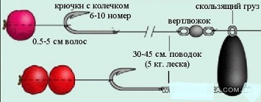 lovlja-karpa-na-bojly_4.jpg